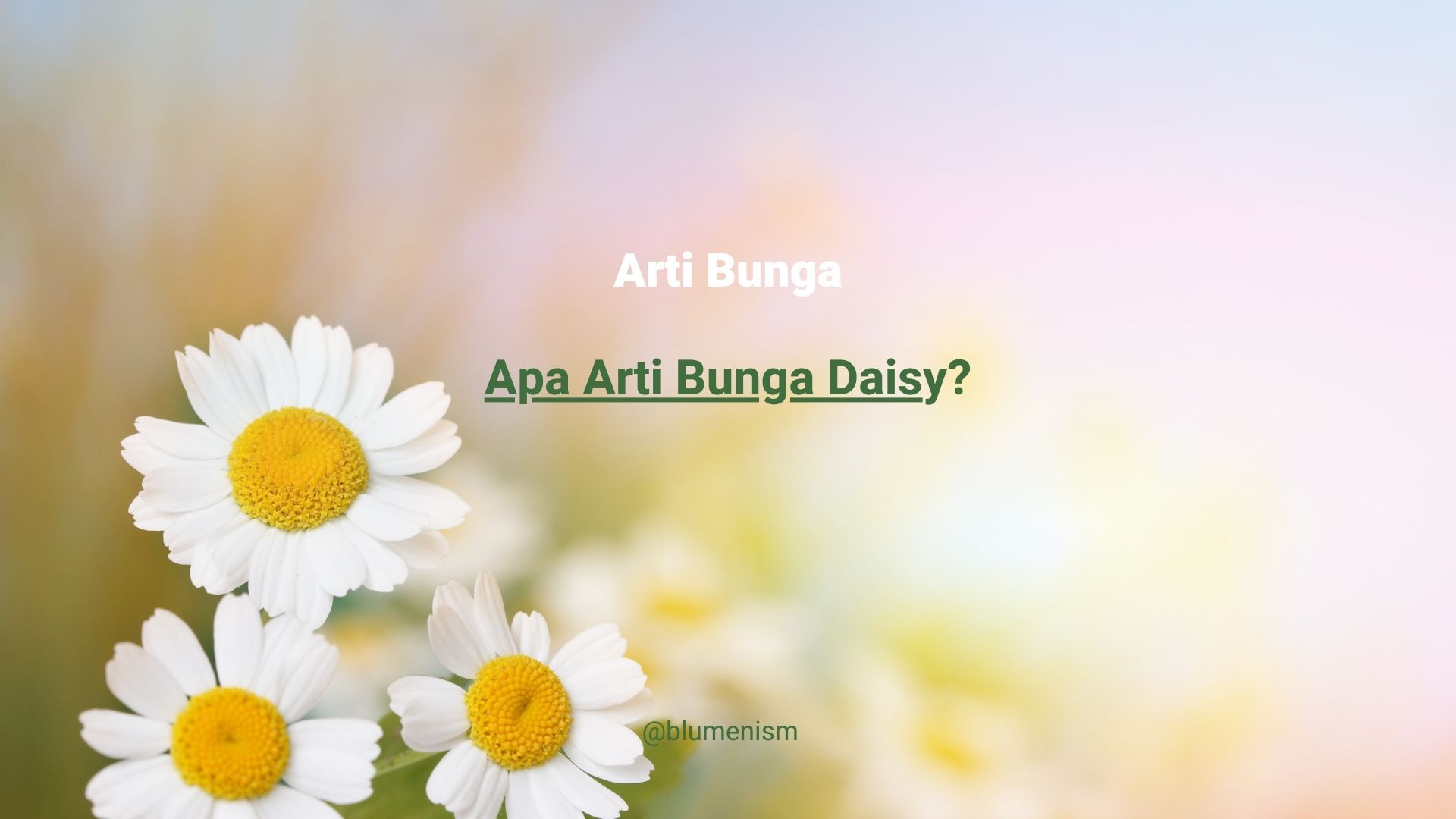 Arti Bunga Daisy