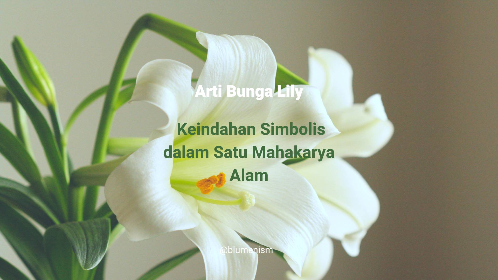 Arti Bunga Lily: Keindahan Simbolis dalam Satu Mahakarya Alam