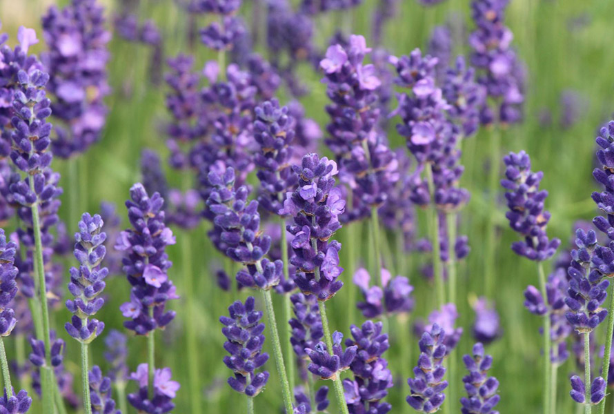 Lavandula angustifolia