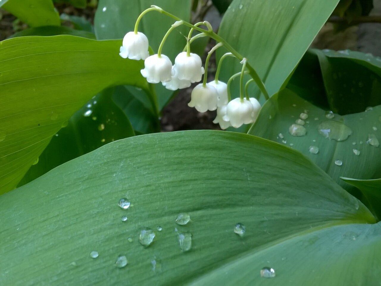 Lily of the Valley (Convallaria majalis)