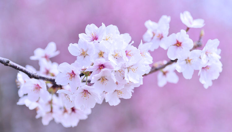 Sakura Jepang